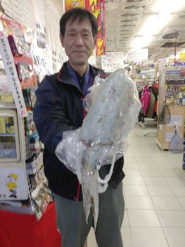 アオリイカ
