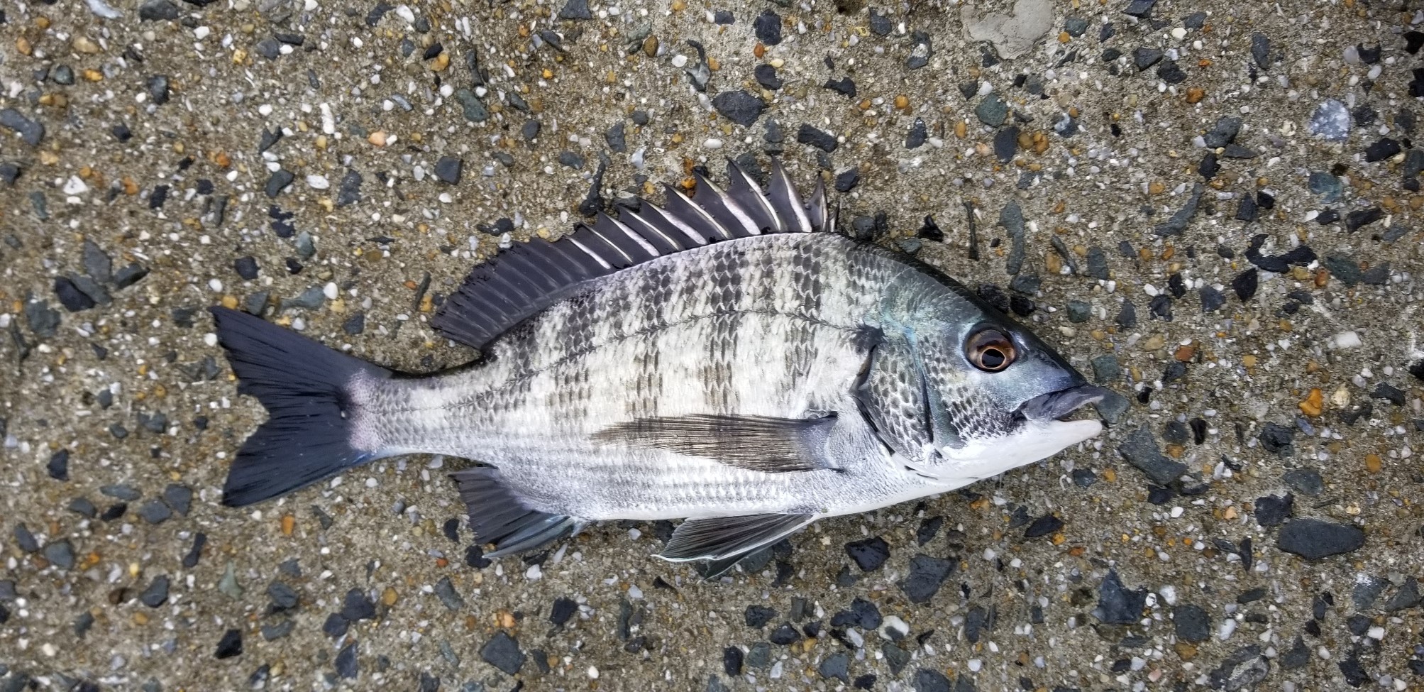 釣果情報 釣り用品トップ 釣果情報 釣り用品トップ