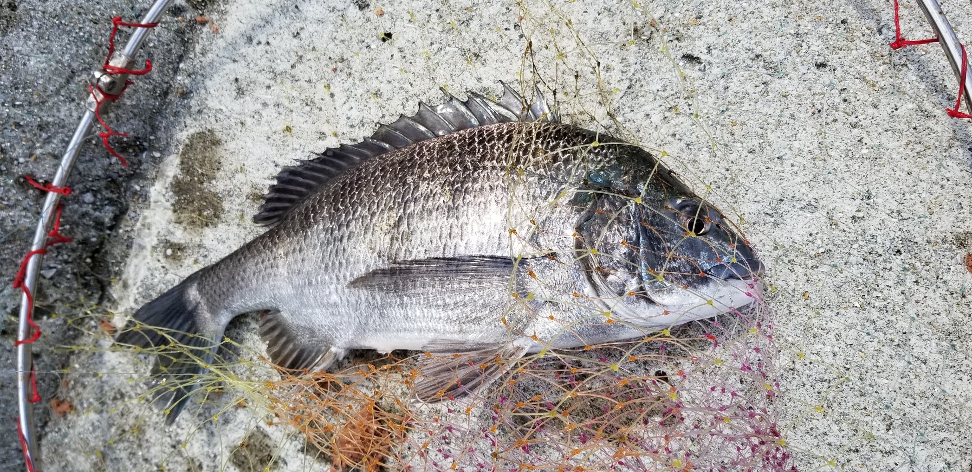 釣果情報 釣り用品トップ 釣果情報 釣り用品トップ