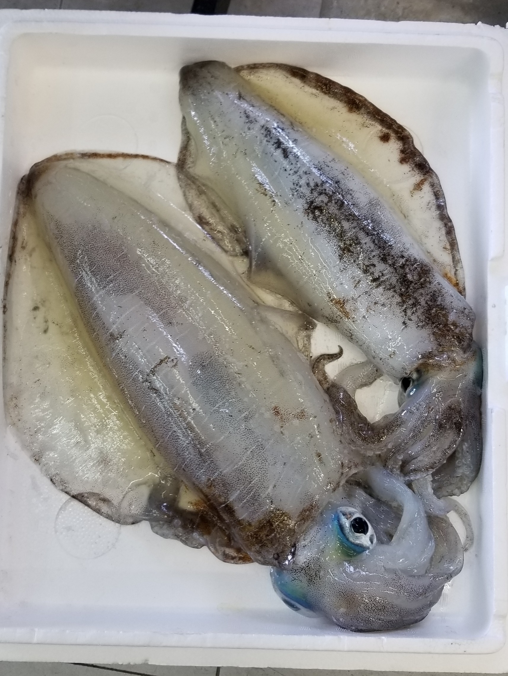 釣果情報 釣り用品トップ 釣果情報 釣り用品トップ